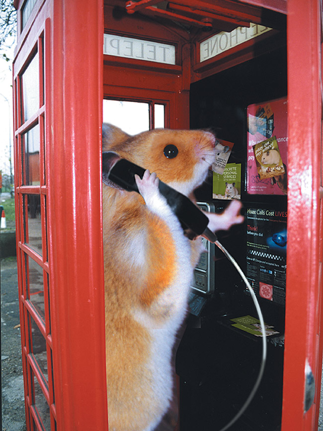 Trouble_phonebox