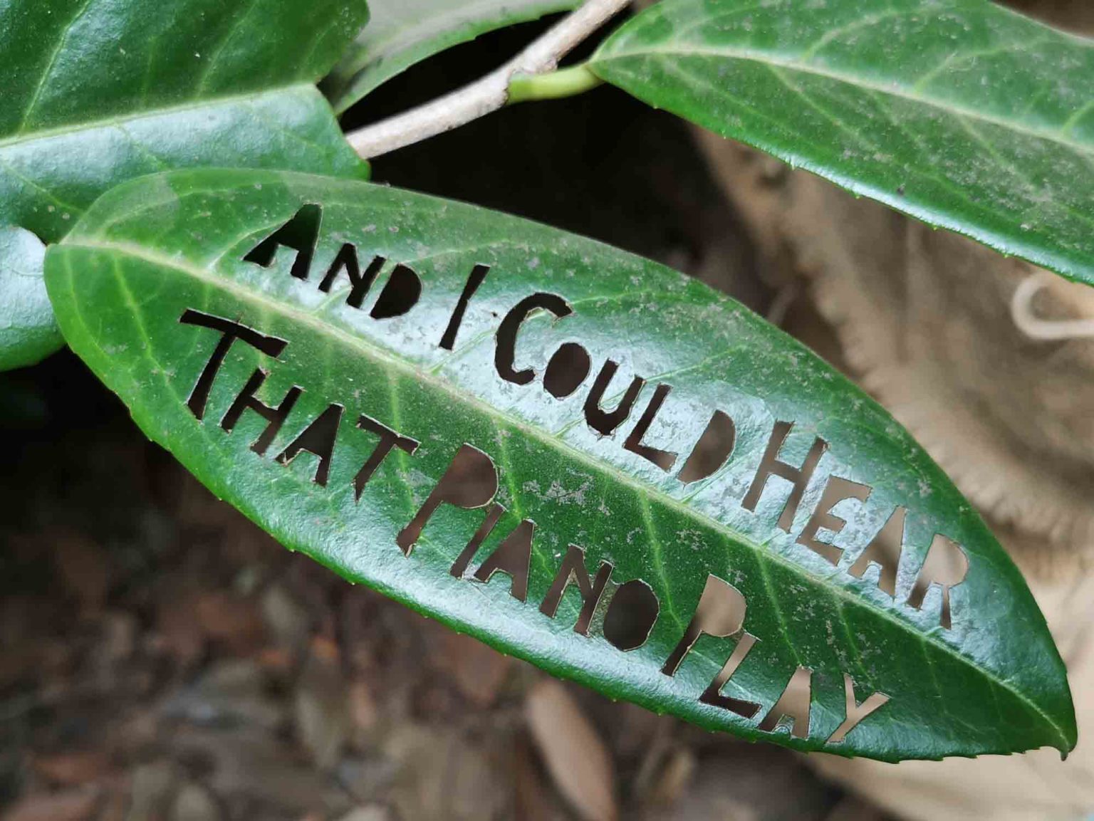 Messages cut into laurel leaves, in the woods.