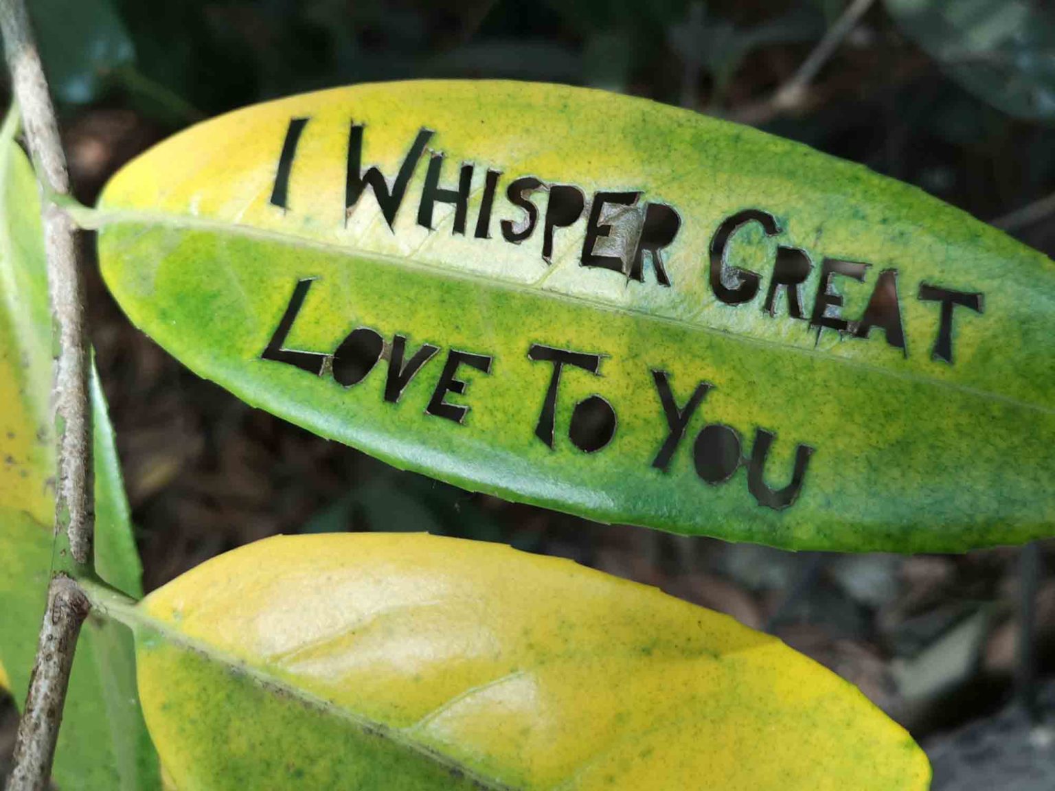 Messages cut into laurel leaves, in the woods.